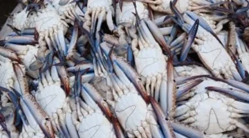 أسعار الكابوريا في سوق السمك بالإسكندرية تصل إلى 80 جنيهاً اليوم